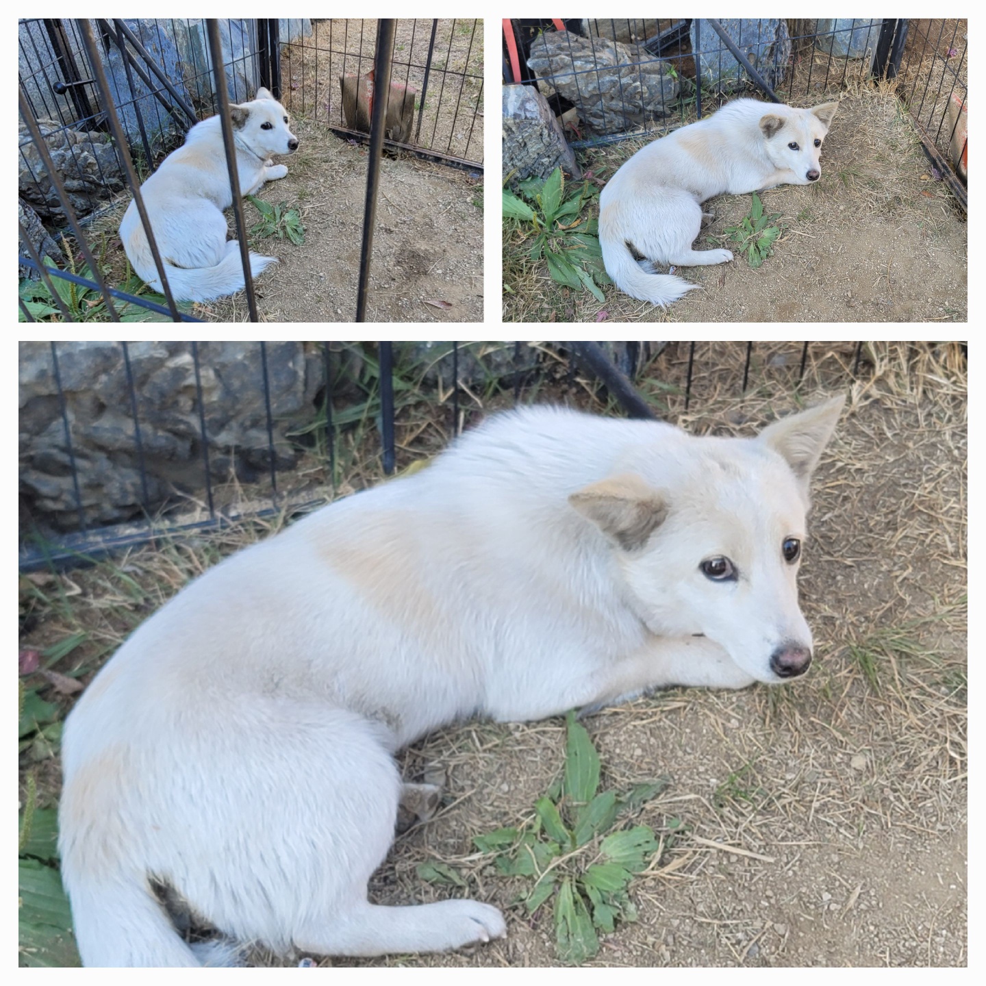 보호중 믹스견의 가…